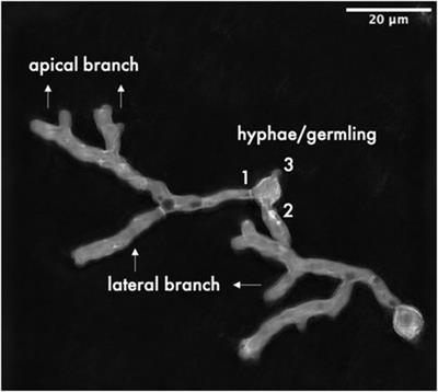 Manganese(II) ions suppress the transcription of the citrate exporter encoding gene cexA in Aspergillus niger